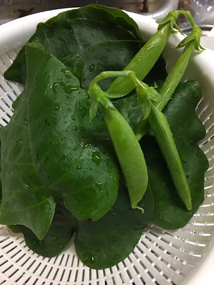 ☘ 我が家のベランダ菜園 ☘
初収穫 おかわかめ、スナップエンドウ|miya39さん