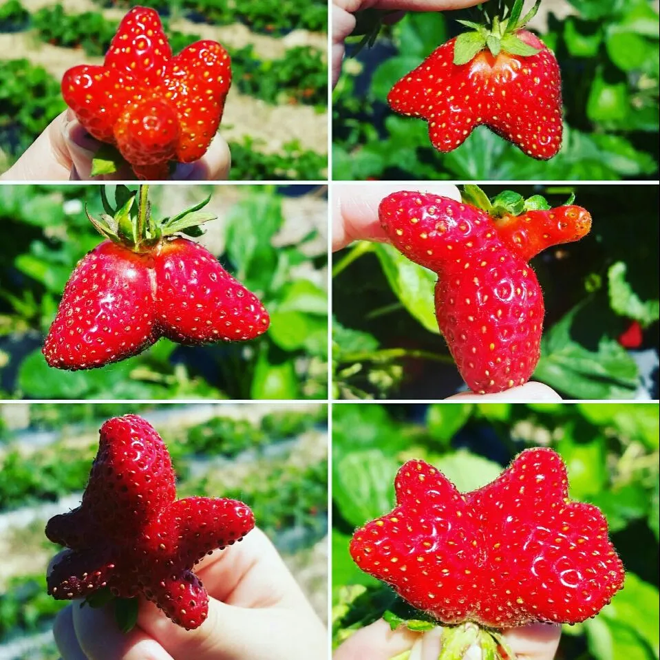 Snapdishの料理写真:This year my oldest son was into finding these cute #oddshape #uglyfruit 😲😒 during our Mother's day strawberry picking trip.|Jihollandさん