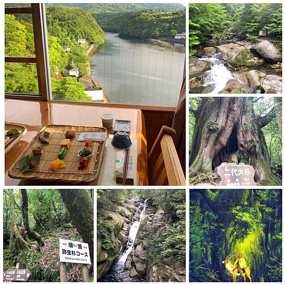 屋久島山荘朝食 紀元杉|肉大好きさん