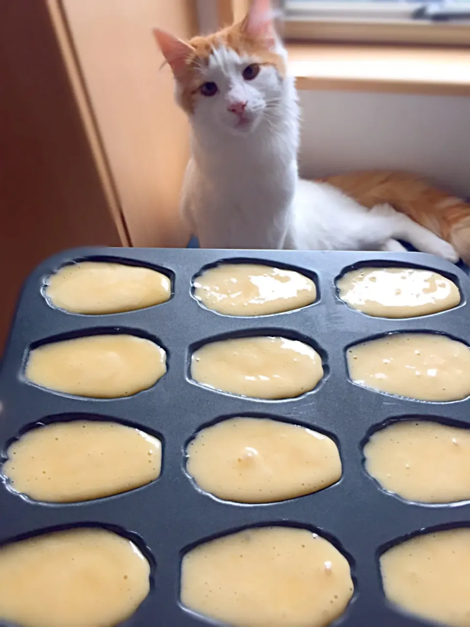 マドレーヌ焼きましょうか😽|さくらんぼさん