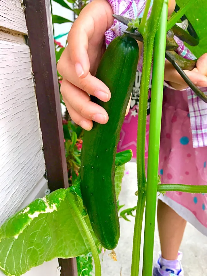 登校前に収穫🥒🤗💖|みうのすけさん