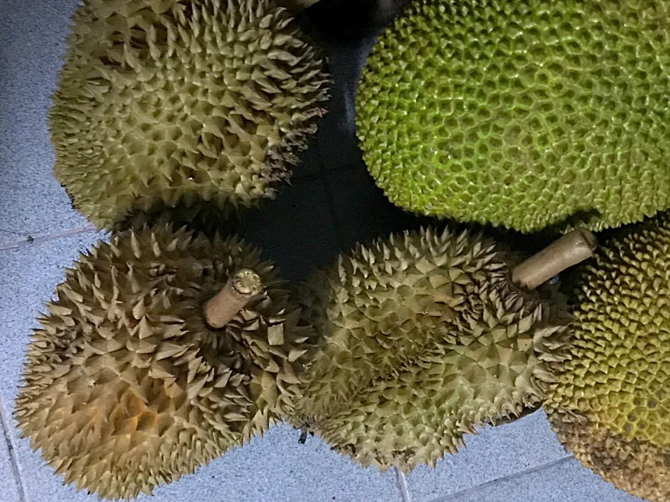 Durian|ｖ（＾＿＾ｖ）♪さん