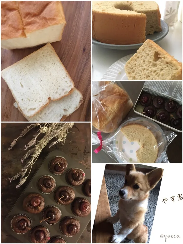 Snapdishの料理写真:手土産三種 & やす君です🐶|yucca@さん