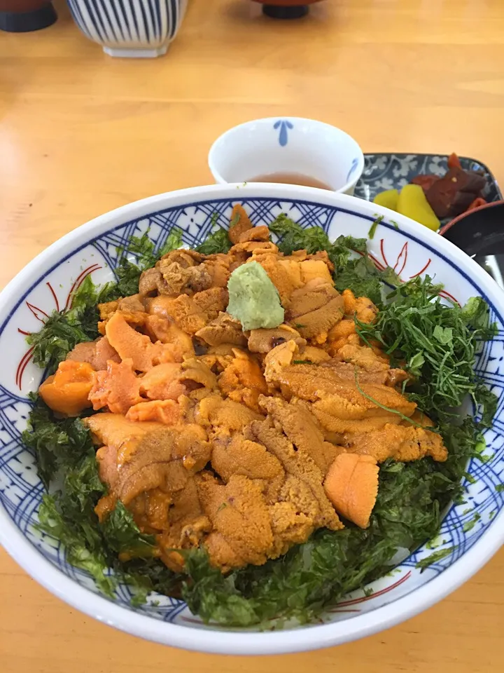 花房✨ウニ丼😝ウニだけ大盛り💕
#ウニ丼#ウニ特盛|ゆち♬さん