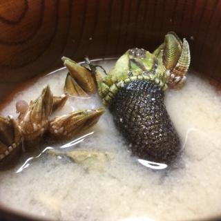 閲覧注意 亀の手 コモドオオトカゲの皮膚と似てるような 見た目はこんなだけど 美味しいですよ たまにゃん Snapdish スナップディッシュ Id Nohcca