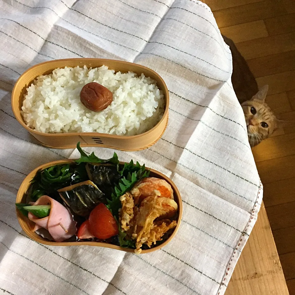 焼き鯖弁当…withちゃーくん|ayuayu45さん