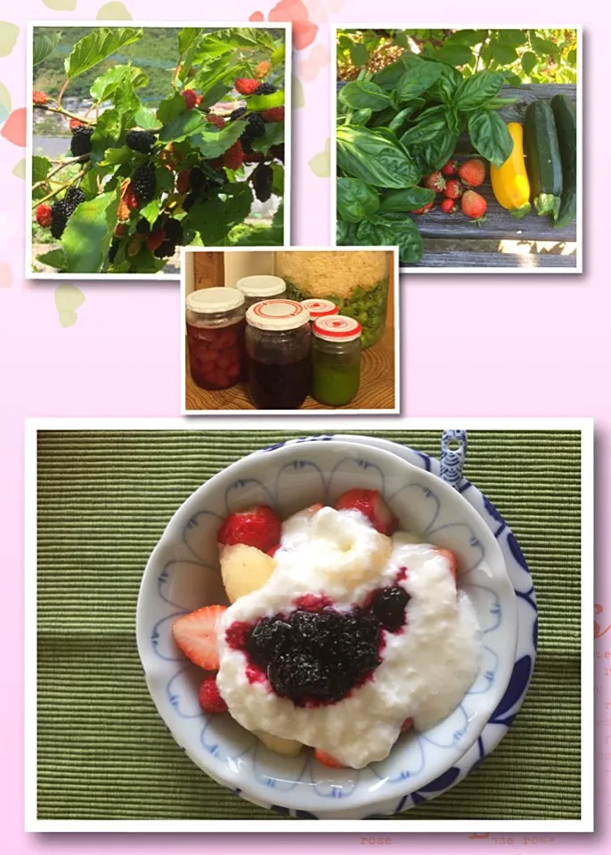 いちご🍓は小粒で収穫😅
ヨーグルトに桑ジャム😋
つぶつぶの食感がいいかんじ😊
美味しい💕|RU.Farmさん