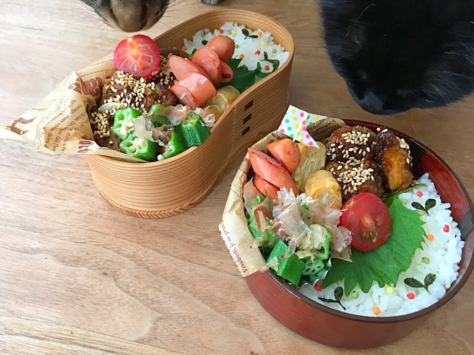 🌱鰹節の香りでニャンズがぁぁあ😽お弁当🍱|noⓂ︎さん