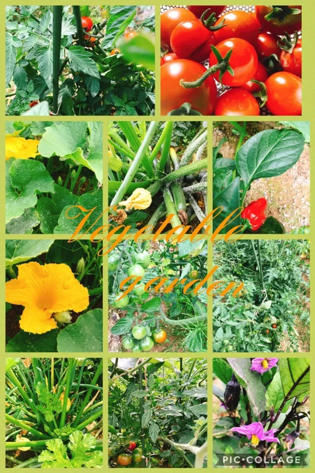 Snapdishの料理写真:#My Vegetable garden🍅🥒🍆🎃|みすてりあすゆっこさん