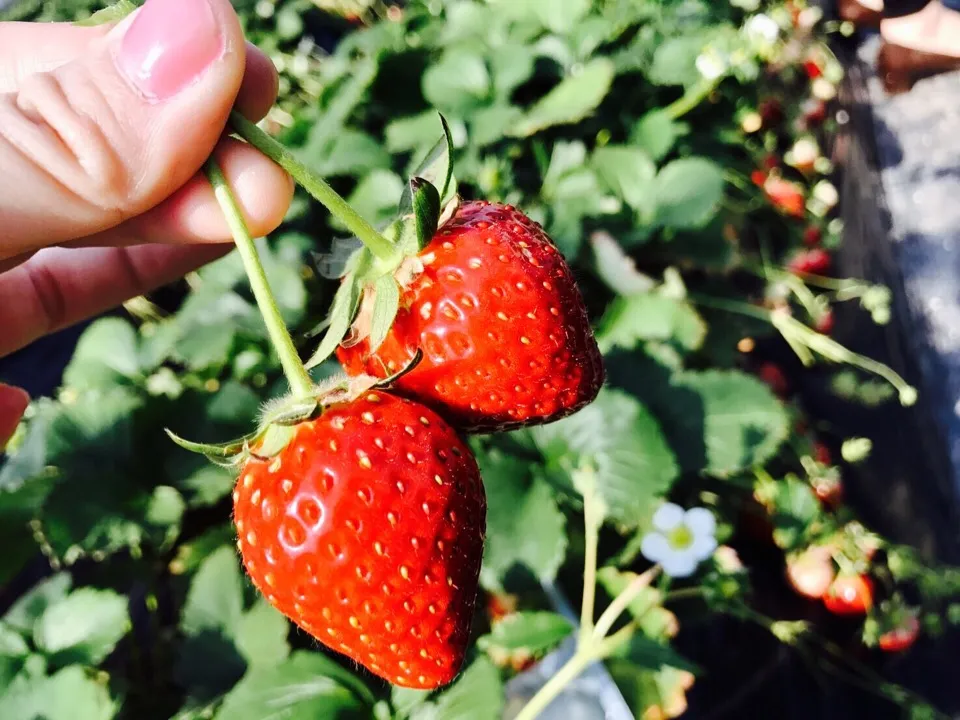 170216千倉でいちご狩り🍓|くぽさん