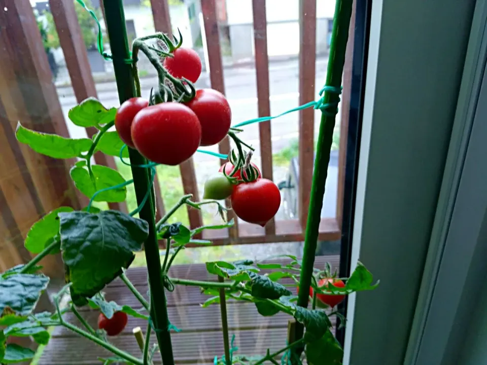 🌽🍆我が家の家庭菜園🍅⭐🎵|りーちさん