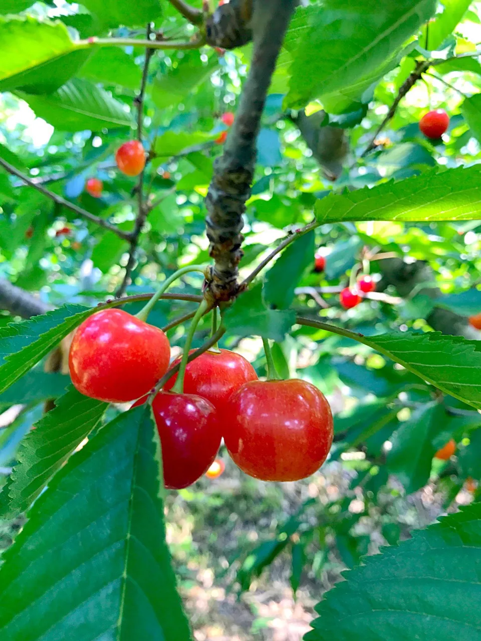 さくらんぼ🍒#さくらんぼ#🍒|901さん