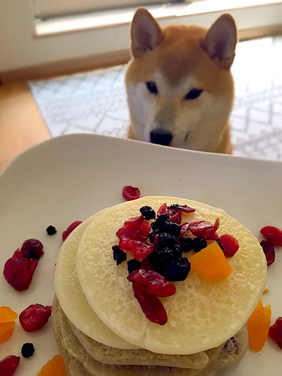 犬のパンケーキ（そば粉&米粉）
#パンケーキ#飼い主も食べられる#絹豆腐とヨーグルト入り#蜂蜜かメープルシロップをかけて|Yumiko Tokumitsuさん