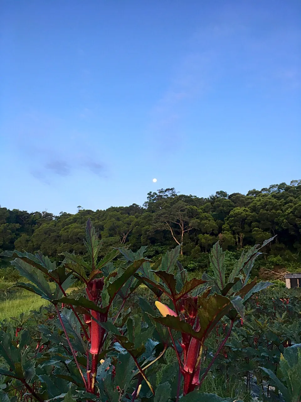 |芳野幸雄さん