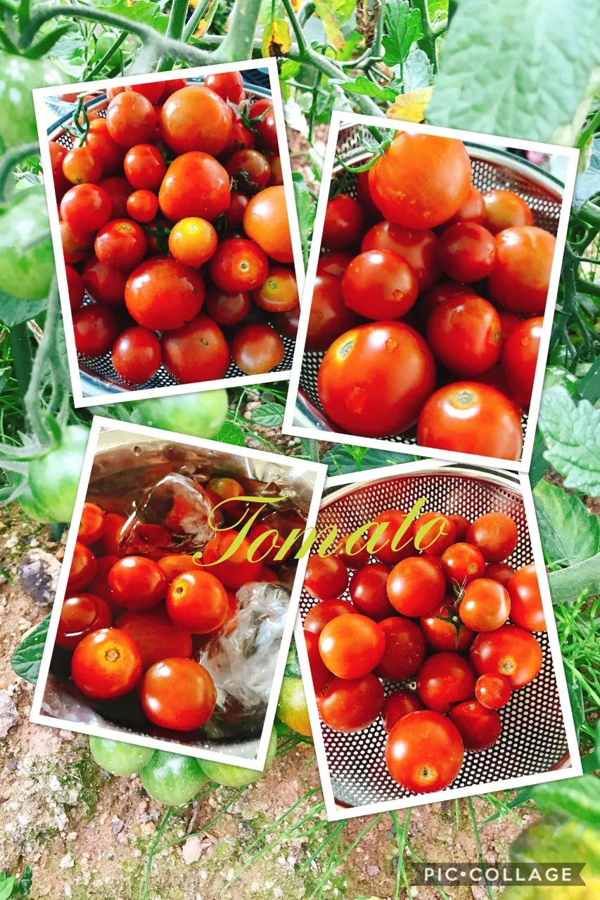 #My vegetable garden
本日のfruit tomatoの収穫。|みすてりあすゆっこさん