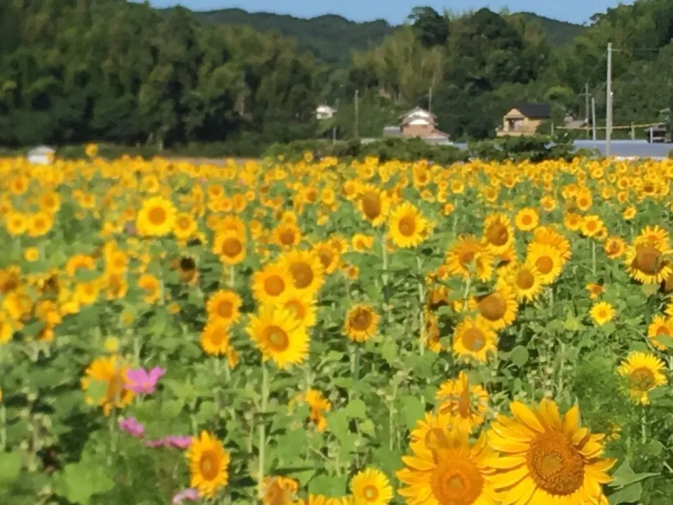 |ライフパートナーズさん