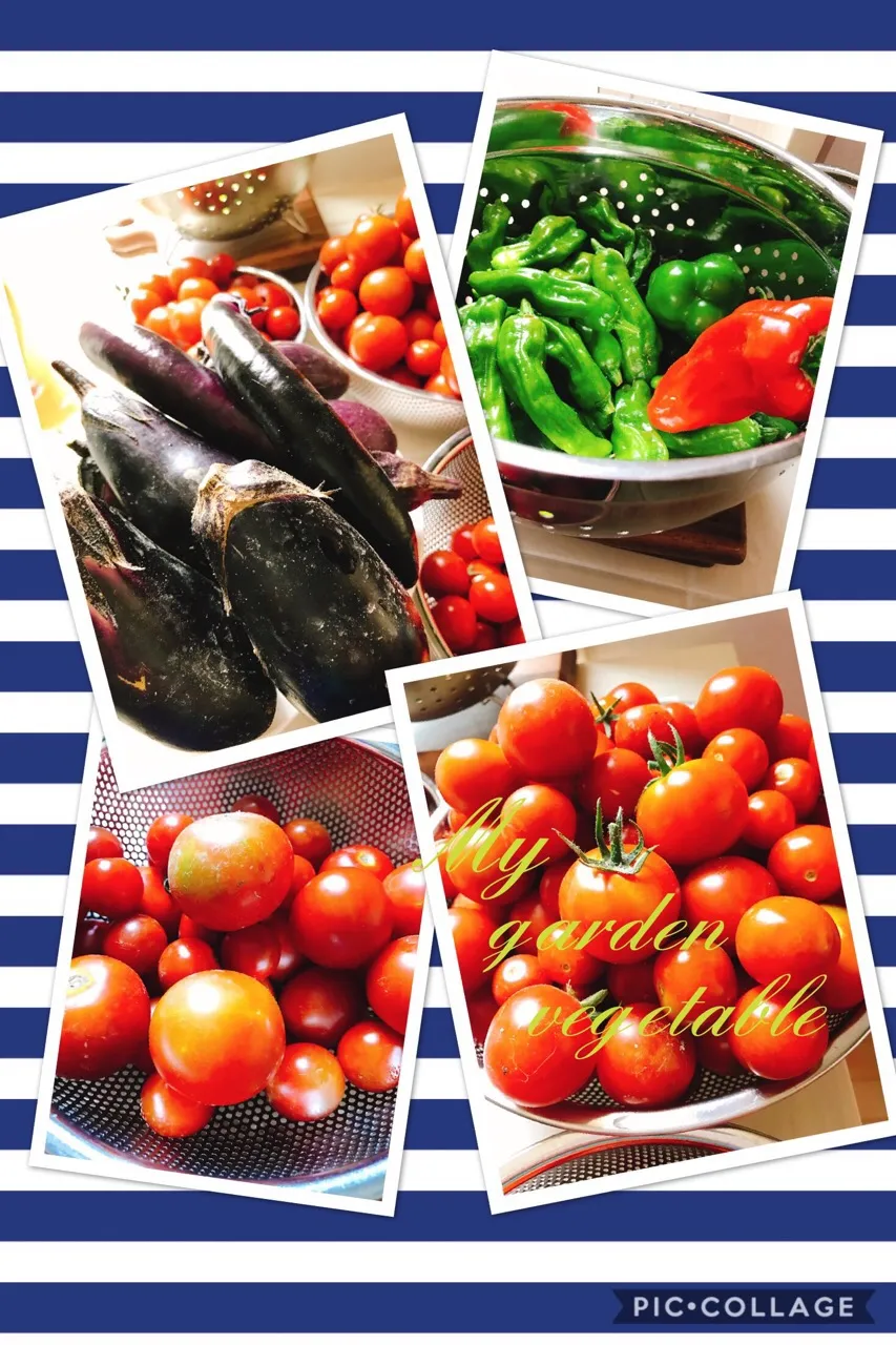 #My vegetable garden🍅🍆シシトウ、piment、paprika|みすてりあすゆっこさん