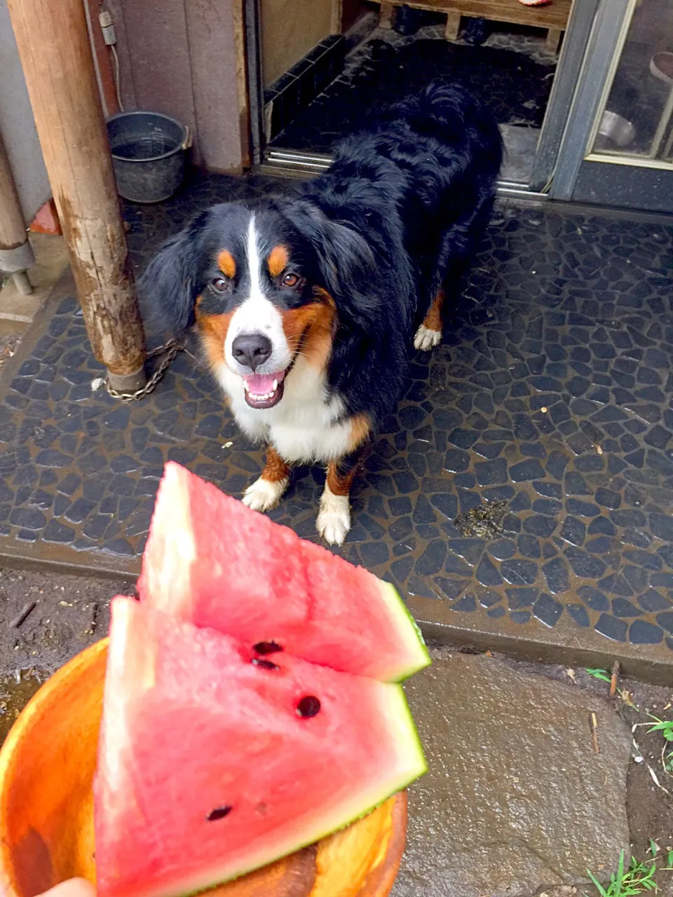 暑い日のオヤツはスイカ🍉|ミカさん