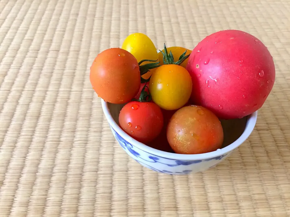 採れたてトマトのまるかじり🍅|Aya☺︎さん