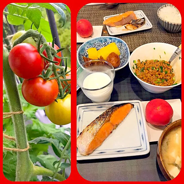 ベランダトマトで朝ごはん🍅|シュトママさん