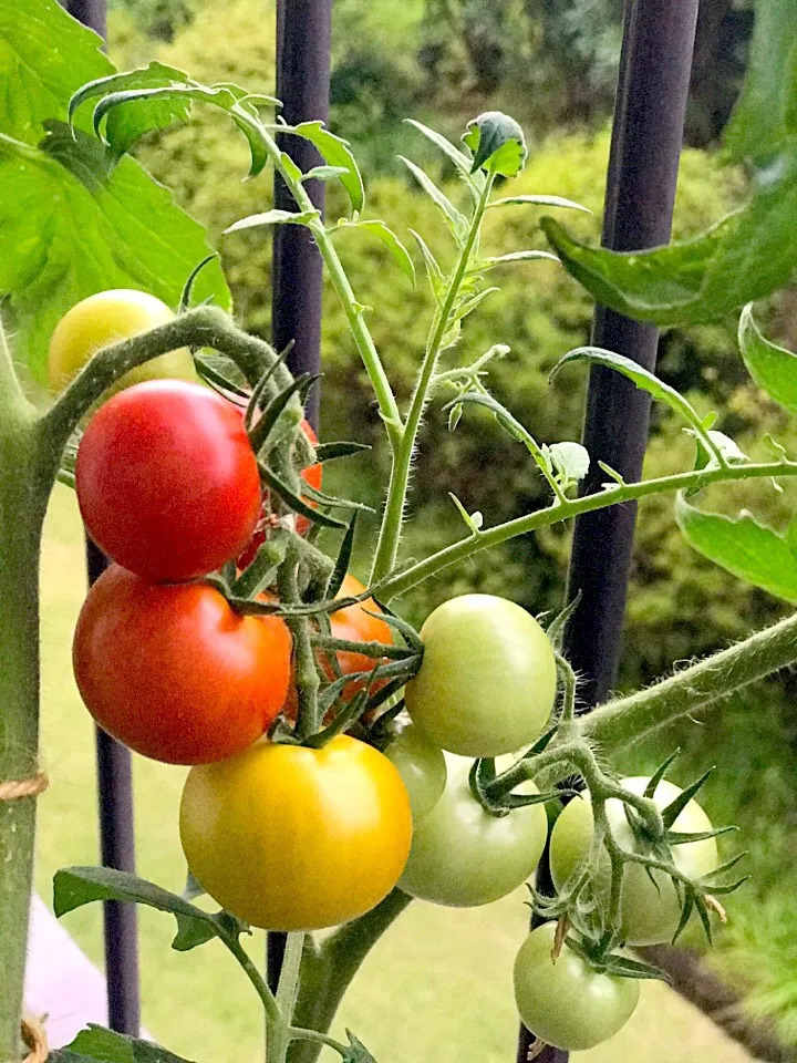 我が家の園芸部長シュトダンが育てたトマト🍅しばらくお休みします。|シュトママさん