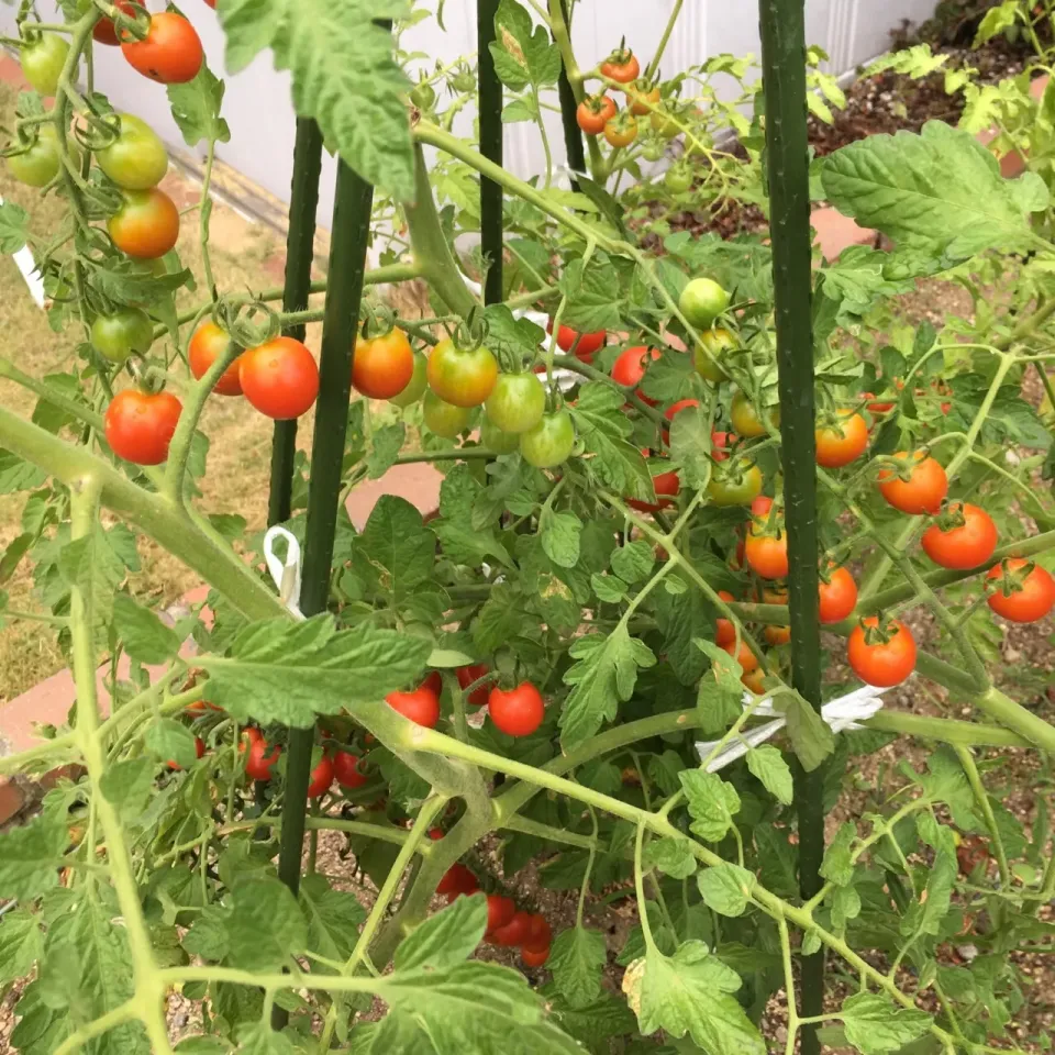 朝採りトマト🍅|chieko ♪さん