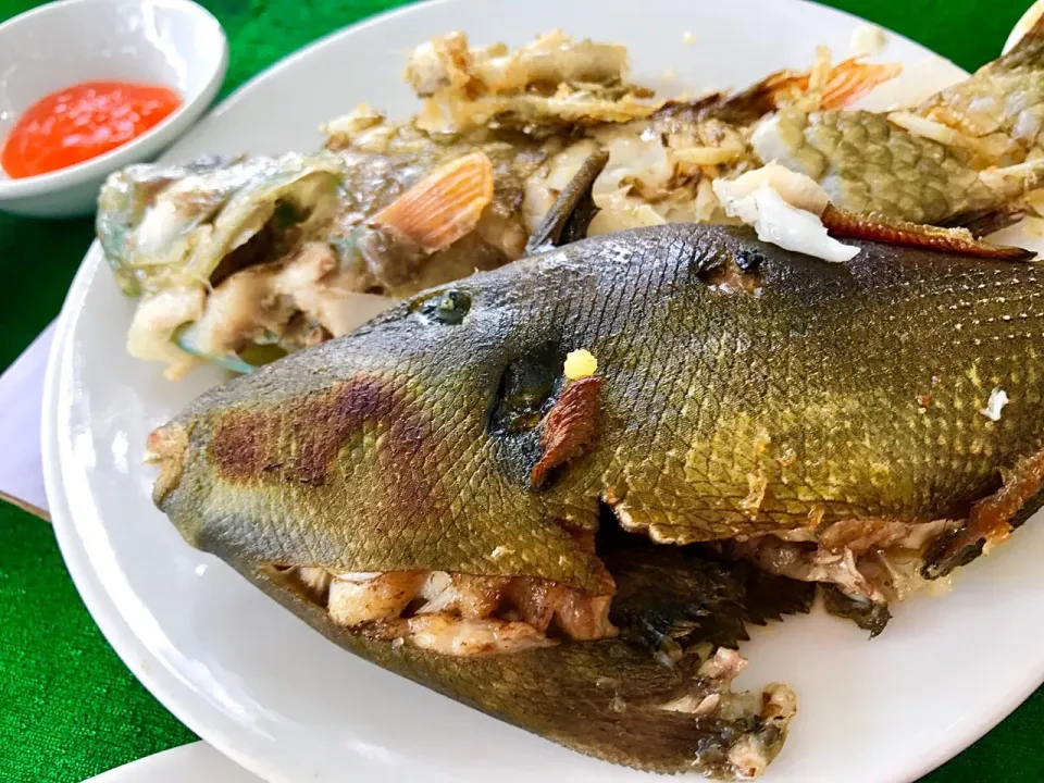 🎣釣りたてほゃほゃ焼き魚|みうのすけさん