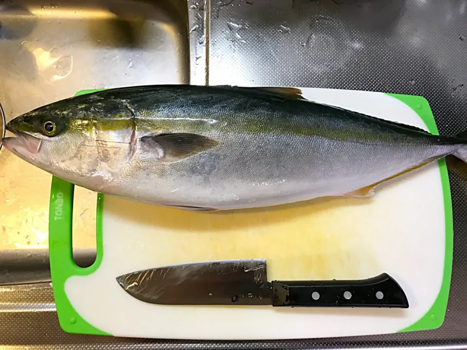 イナダ（ブリ）🐟 一尾900円くらい|りき🤤さん