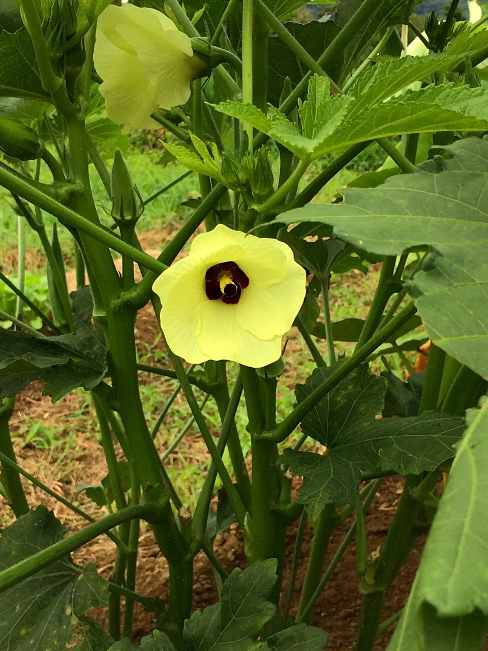 オクラの花|風流料理人さん