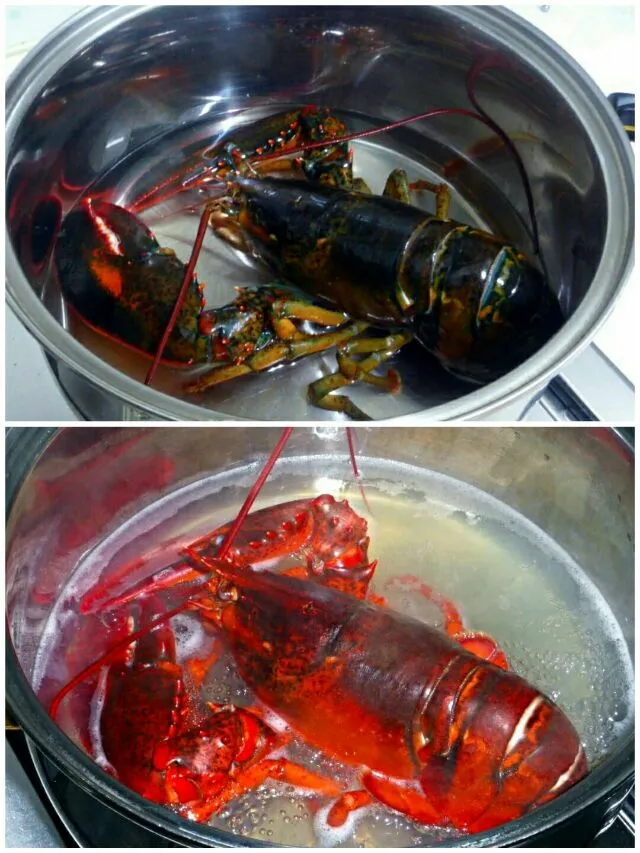 Snapdishの料理写真:lobster|steven z.y.さん