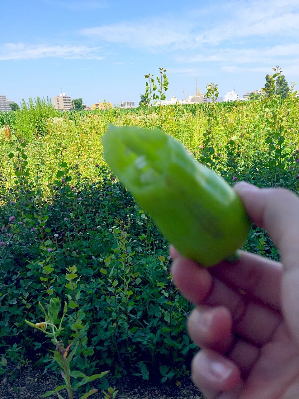 ばななピーマン
生でピーマンかじったのもピーマンおいすいのも人生初でした。
しかも酔鯨にあう。|はるかさん