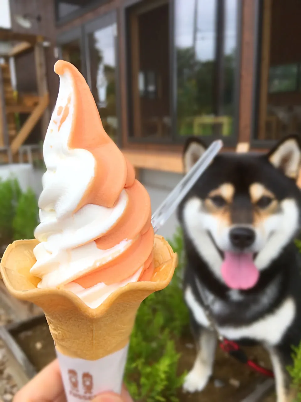 Snapdishの料理写真:トマト × ささき牛乳ソフトミックス ＠ささき牧場カフェ|ふぅちゃんさん