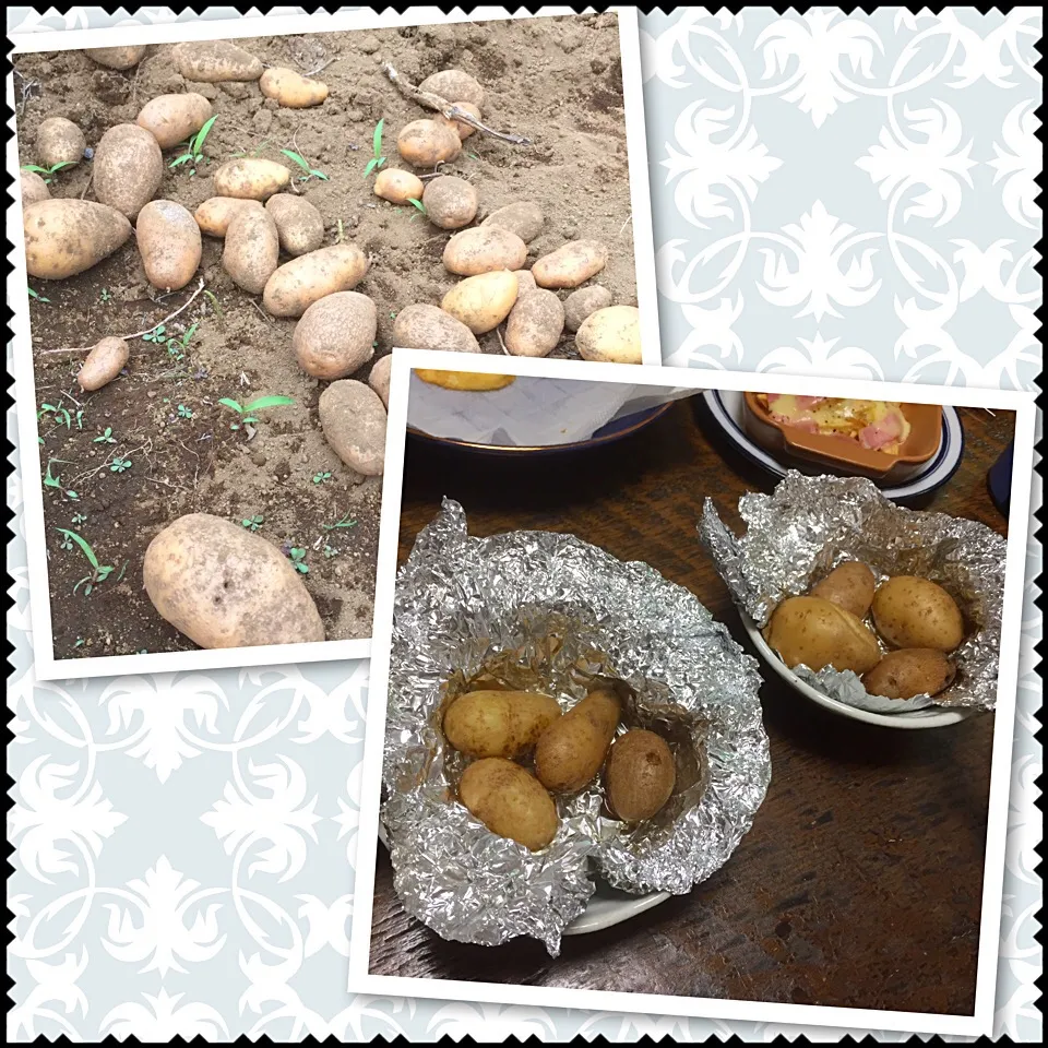 畑で採れたてのジャガイモ🥔のじゃがバター😋|いしくん。（たまご王子🥚🐣🐥🐔）さん
