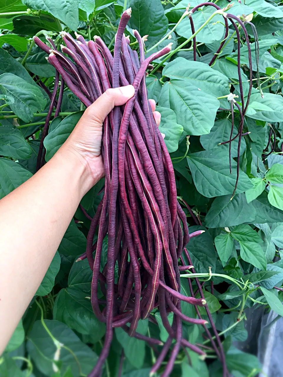 タイの赤いインゲン豆"ถั่วฝักยาวสีสวยๆจ้า😍..กำลังโตได้ที่เลย😁ย๊าวววววยาวววว😂😋🇹🇭|Porr Ishidaさん