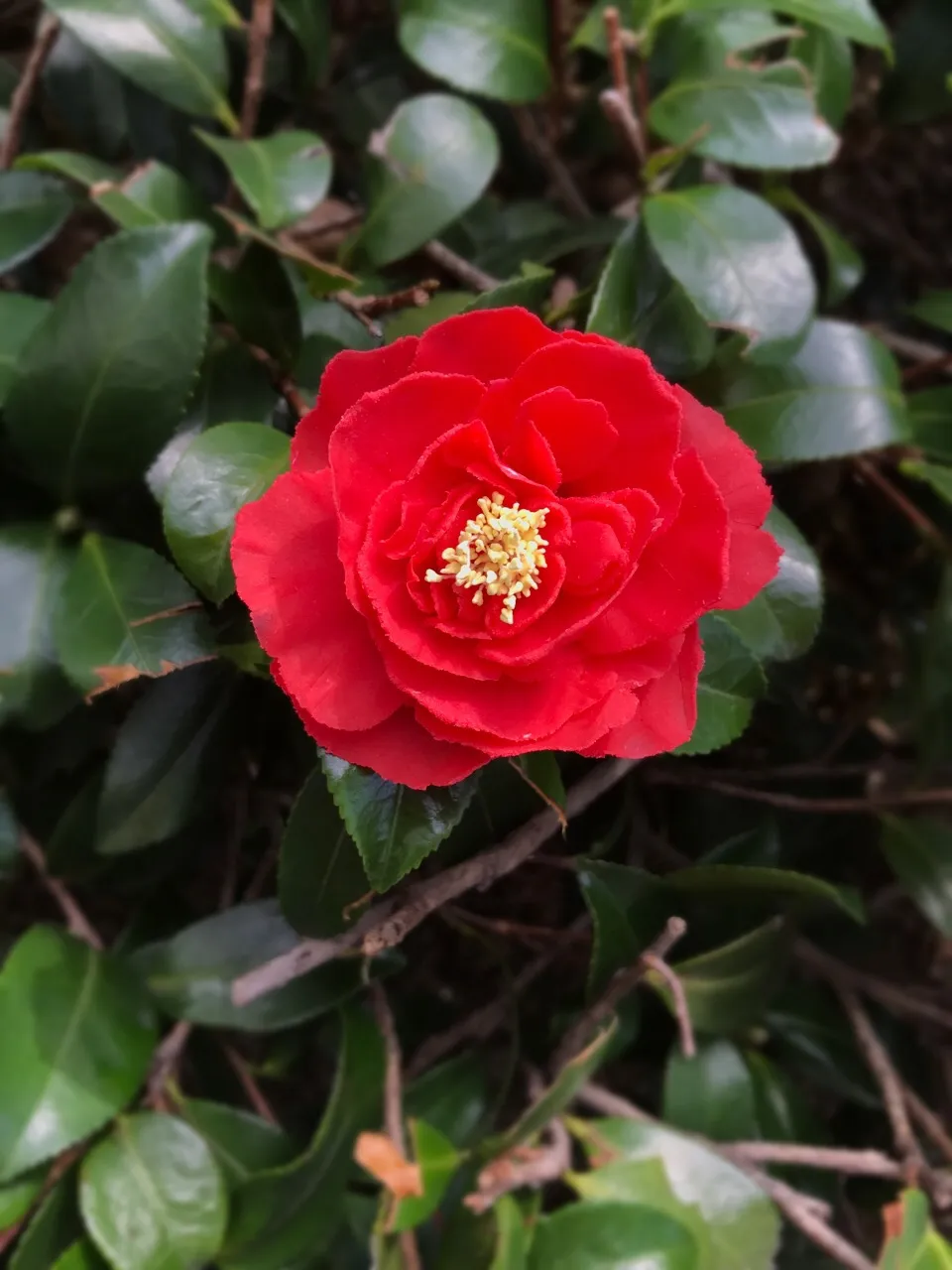 Snapdishの料理写真:あんこでこんなお花が出来ますよ♡このお花全部食べれます♡s-dor♡八尾 天王寺 久宝寺 フラワーケーキ教室をしています♡レッスン随時承り中です♡LINE ID @jug7068k|makiさん