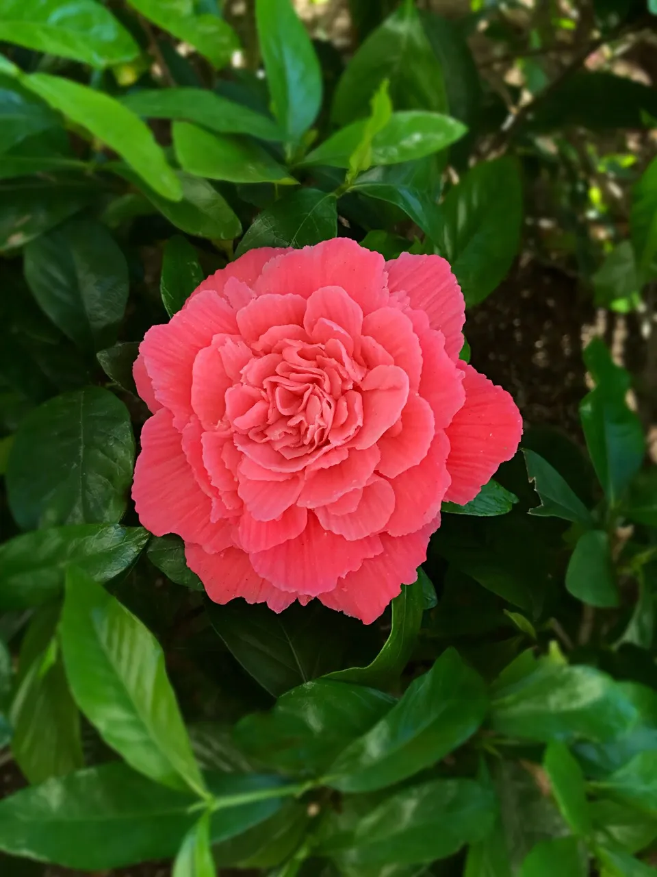 花脈を付けてこんなにリアルなお花を作れますよ♡s-dor♡八尾 天王寺 久宝寺 フラワーケーキ教室をしています♡レッスン随時承り中です♡LINE ID @jug7068k|makiさん