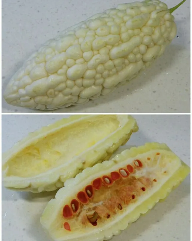 white bitter gourd|steven z.y.さん