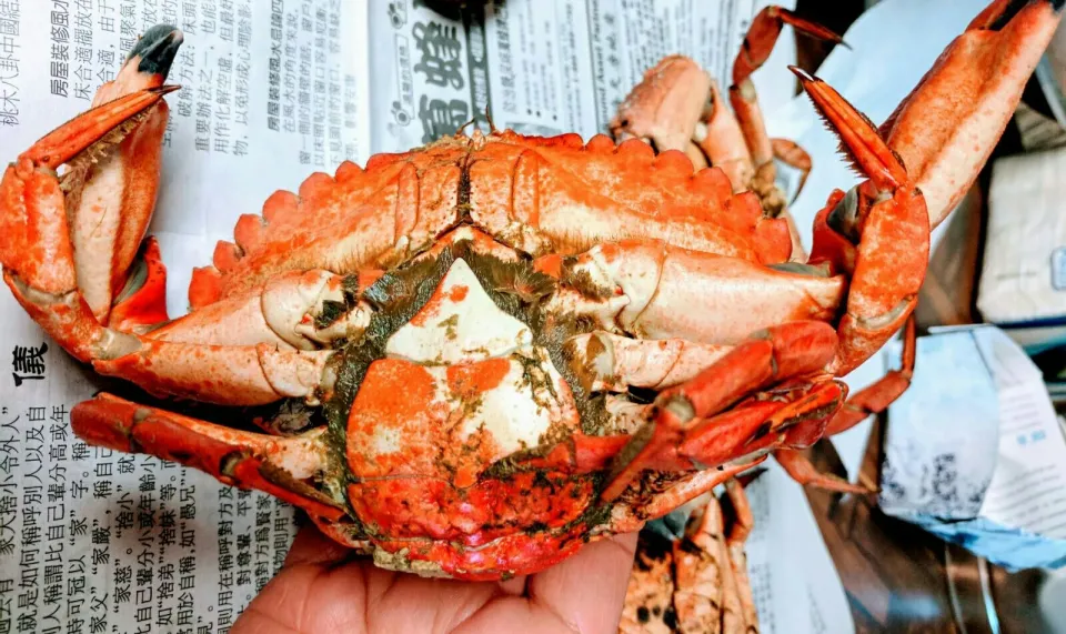 Dungeness Crab|steven z.y.さん