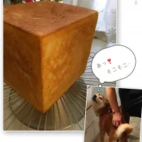 セントル ザ・ベーカリーのレシピで湯種を使った角食🍞             パパの手✋？                                あっ❣️そこそこ…🐶