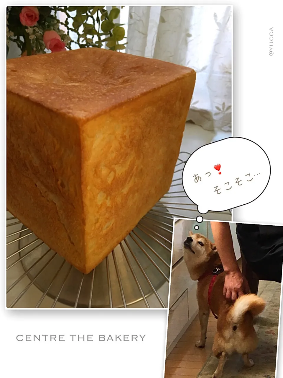 セントル ザ・ベーカリーのレシピで湯種を使った角食🍞             パパの手✋？                                あっ❣️そこそこ…🐶|yucca@さん