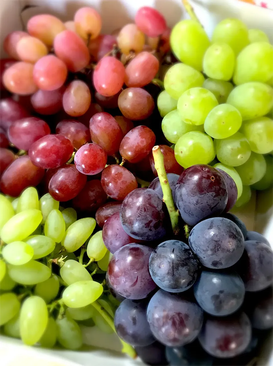 grapes|Michiyo Iwaharaさん