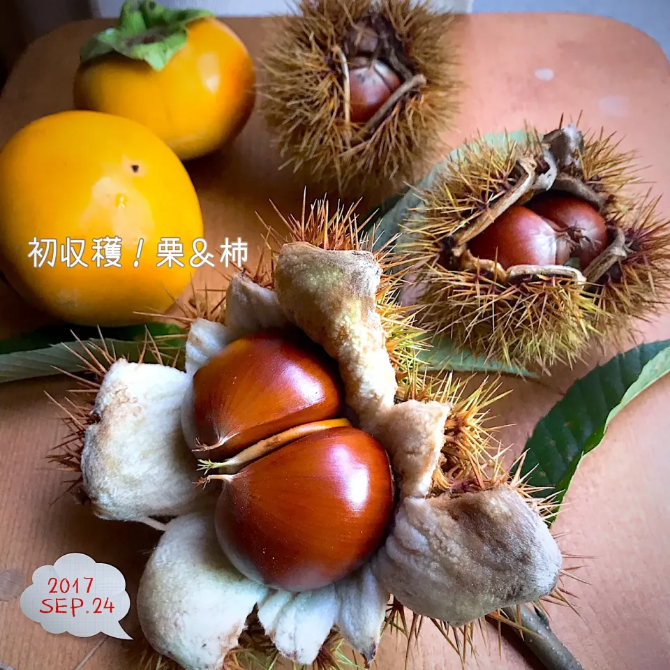 初収穫！栗＆柿 🌰🍂🍁|ばろんさん