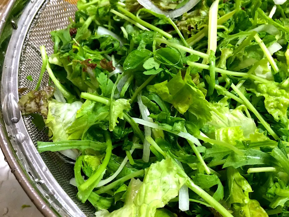 サラダミックス🥗普通のサラダに飽きたら春菊、豆苗、セロリ(葉)などを入れると変化が出て美味しいですよ|さとう みどりさん