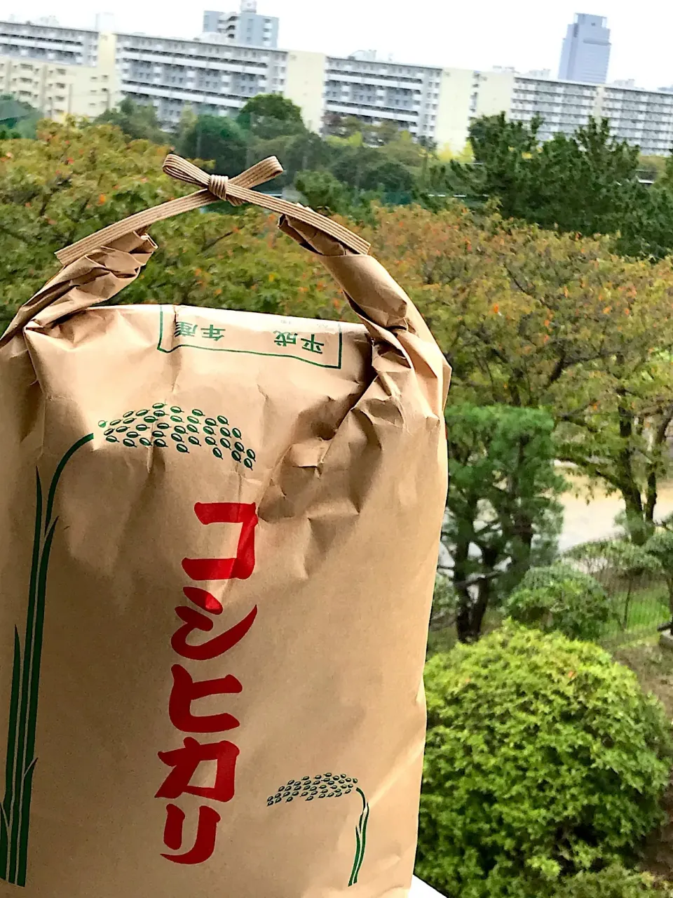 Snapdishの料理写真:御殿場ブランド米 いただきました🍚🍙|シュトママさん