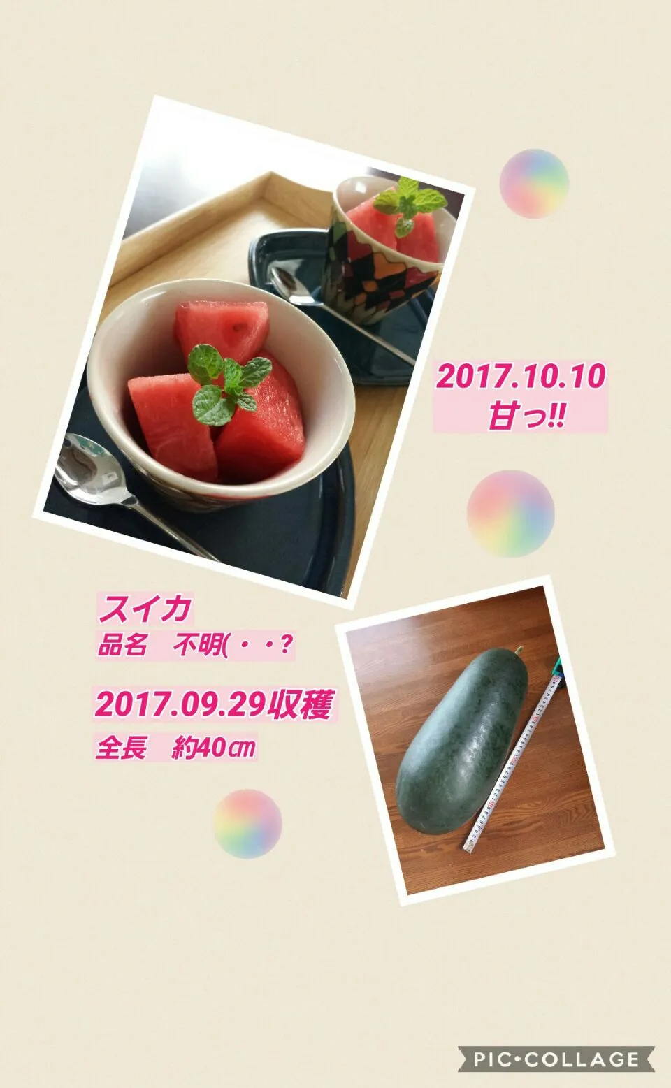 9/29収穫スイカ　10/10昼食のデザート🍉|おちゃわんさん