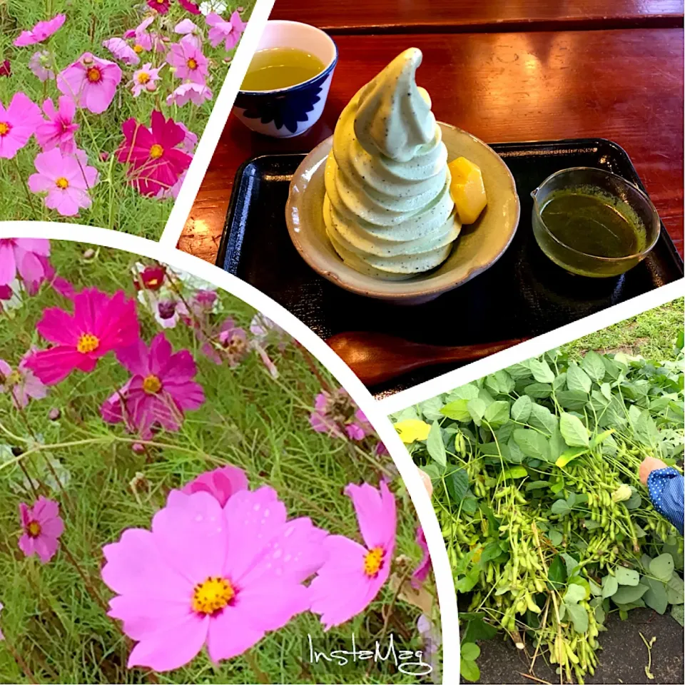 雨の秋桜もオツでしょ🌸 枝豆も収穫♬ 抹茶ソフトのアフォガードで一服(๑>◡<๑)|Hiroko Suzukiさん