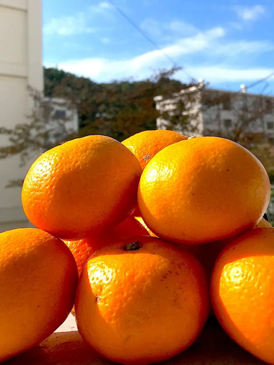 １１月３日 みかんの🍊日
またまたミカンをいただきました。|シュトママさん