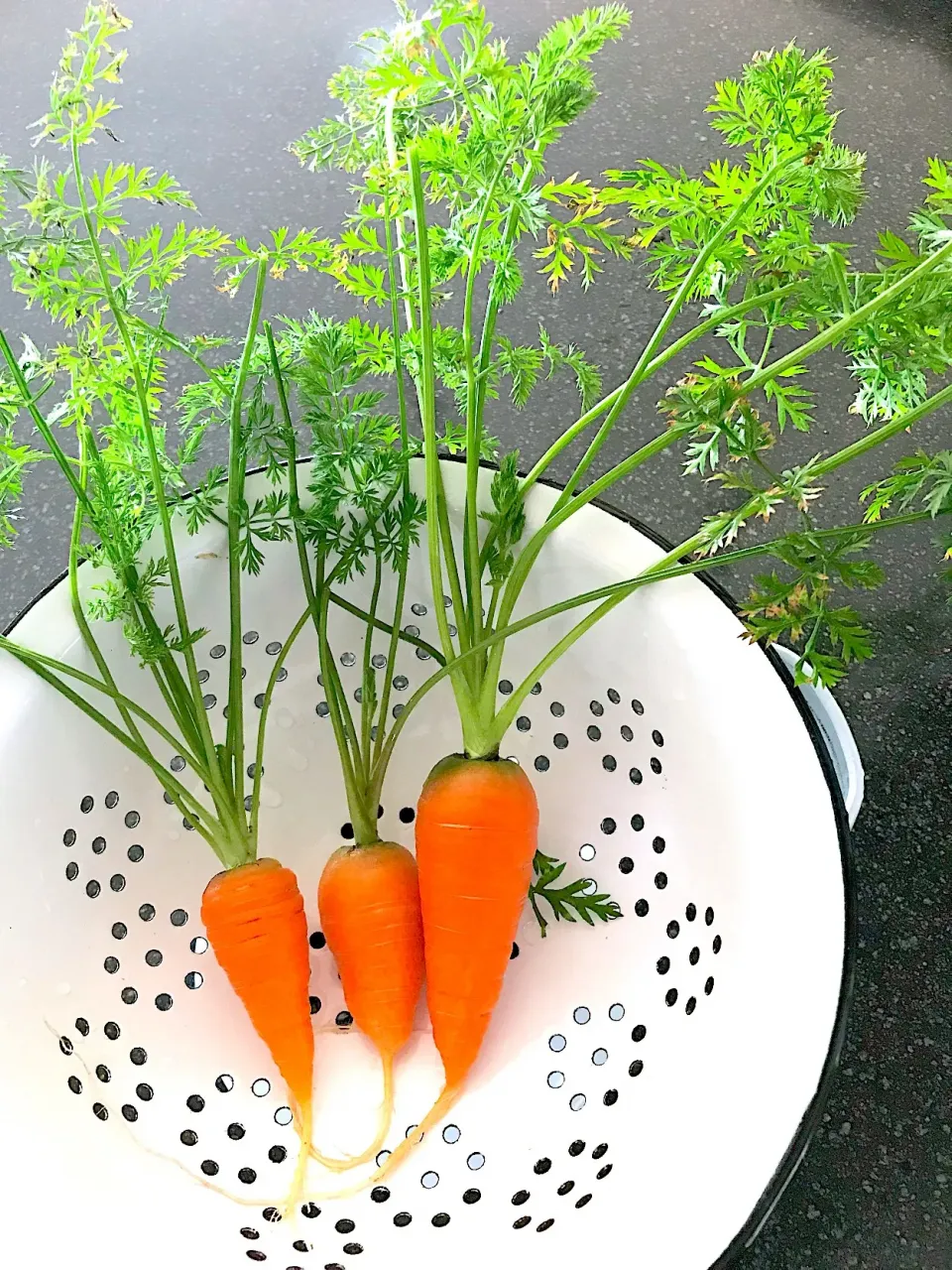 シュト旦那が育ててくれたミニ人参🥕|シュトママさん