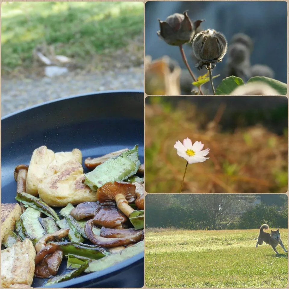 Snapdishの料理写真:うさかめちゃんに頂いた四角豆でキャンプの朝ごはん〜(^o^)|まちまちこさん