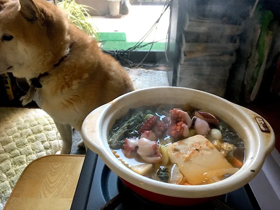 夜勤明け蛸鍋から再開キムチ汁で野菜もたっぷり|Tarou  Masayukiさん